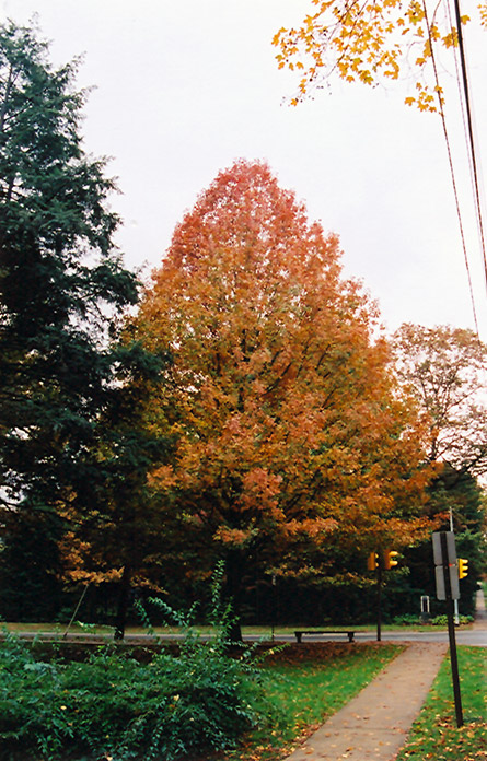 Shumard Oak (Quercus shumardii) at Marcum's Nursery