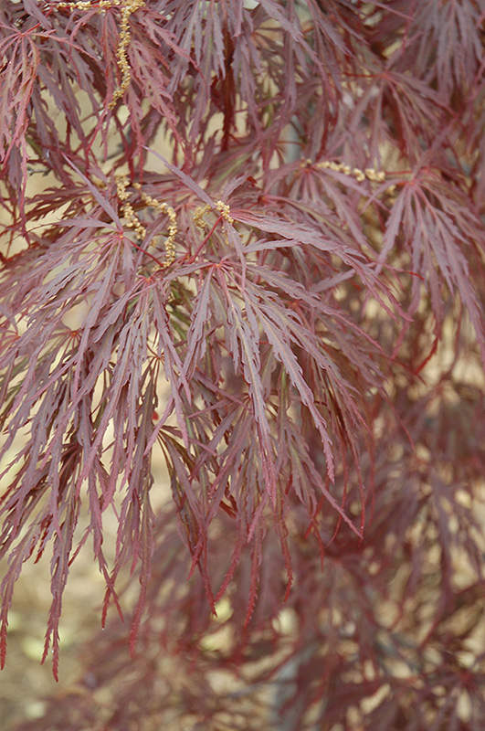 Garnet Cutleaf Japanese Maple (Acer palmatum 'Garnet') at Marcum's Nursery