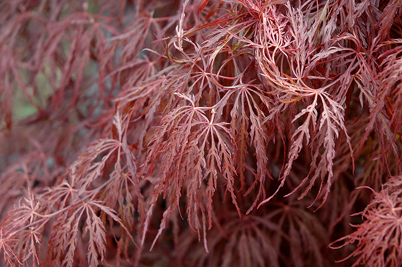 Crimson Queen Japanese Maple (Acer palmatum 'Crimson Queen') at Marcum's Nursery