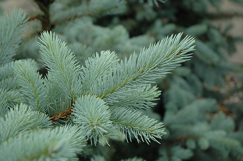 Bacheri Blue Spruce (Picea pungens 'Bacheri') at Marcum's Nursery
