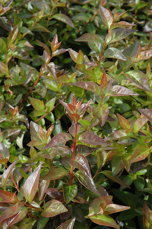 Edward Goucher Abelia (Abelia x grandiflora 'Edward Goucher') at Marcum's Nursery