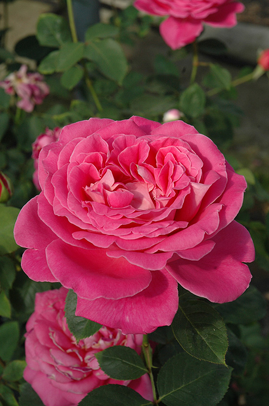 Pink Peace Rose (Rosa 'Pink Peace') at Marcum's Nursery
