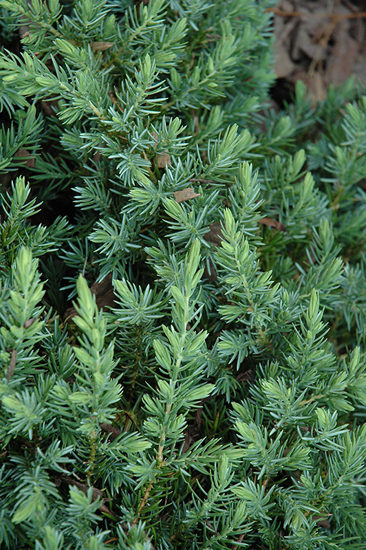 Blue Pacific Shore Juniper (Juniperus conferta 'Blue Pacific') at Marcum's Nursery
