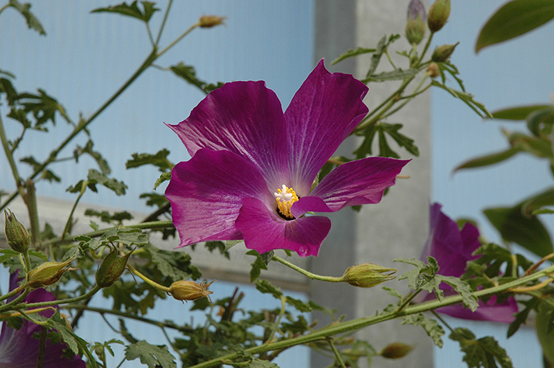 Leon's Purple Delight Lilac Hibiscus (Alyogyne huegelii 'MonLeon') at Marcum's Nursery