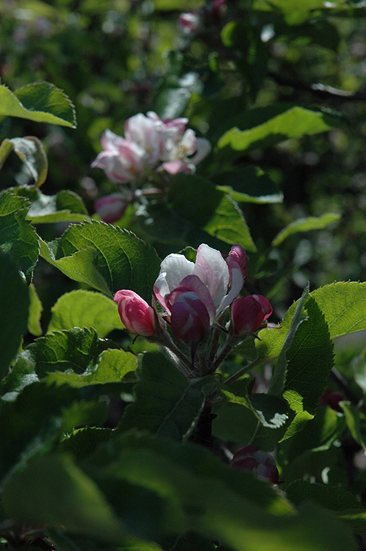 Melrose Apple (Malus 'Melrose') at Marcum's Nursery