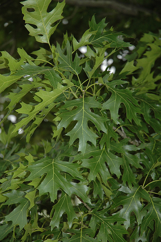 Shumard Oak (Quercus shumardii) at Marcum's Nursery