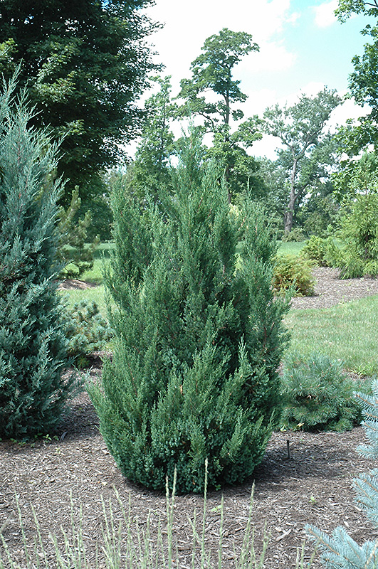Blue Point Juniper (Juniperus chinensis 'Blue Point') at Marcum's Nursery