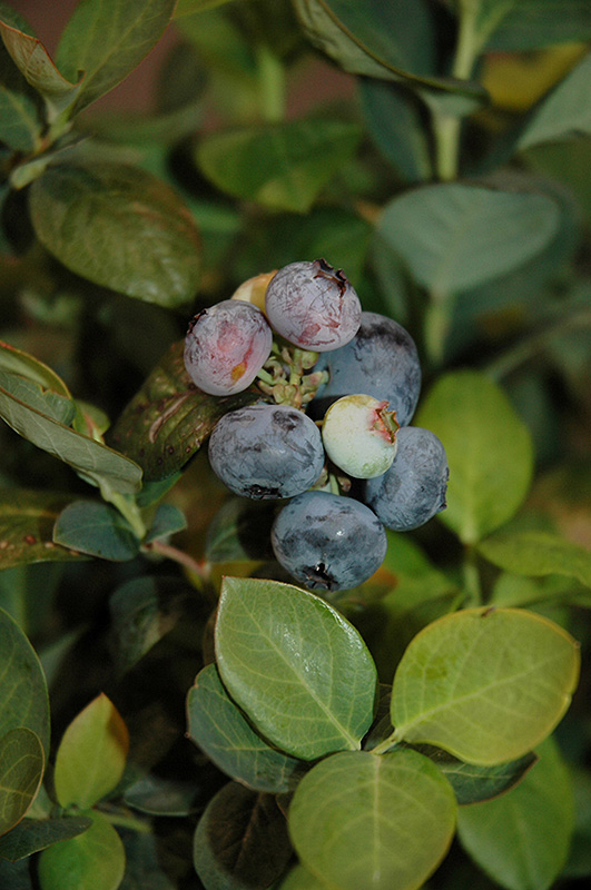Peach Sorbet Blueberry (Vaccinium 'ZF06-043') at Marcum's Nursery