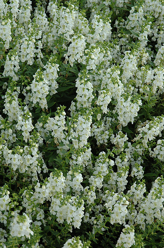 Serena White Angelonia (Angelonia angustifolia 'PAS1209522') at Marcum's Nursery