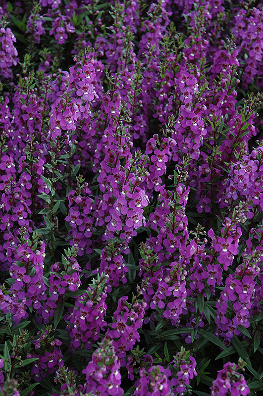 Serena Purple Angelonia (Angelonia angustifolia 'PAS1180781') at Marcum's Nursery
