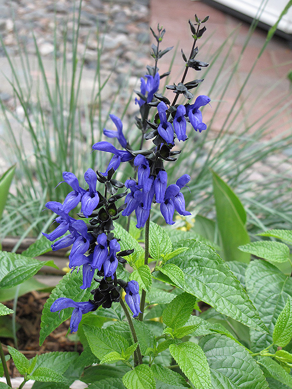 Black And Blue Anise Sage (Salvia guaranitica 'Black And Blue') at Marcum's Nursery