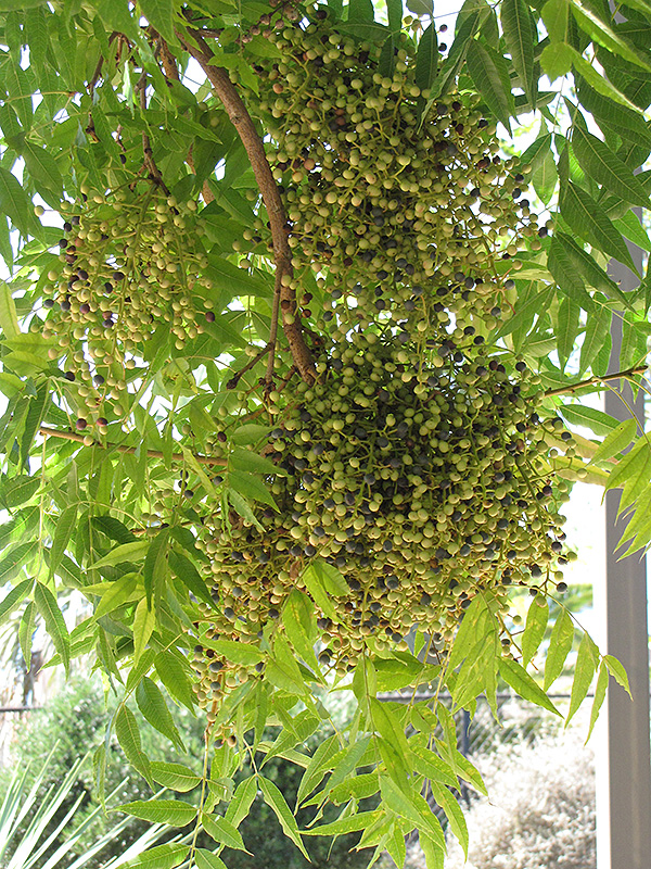 Chinese Pistache (Pistacia chinensis) at Marcum's Nursery