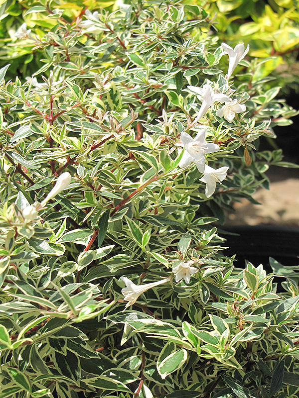Confetti Glossy Abelia (Abelia x grandiflora 'Confetti') at Marcum's Nursery