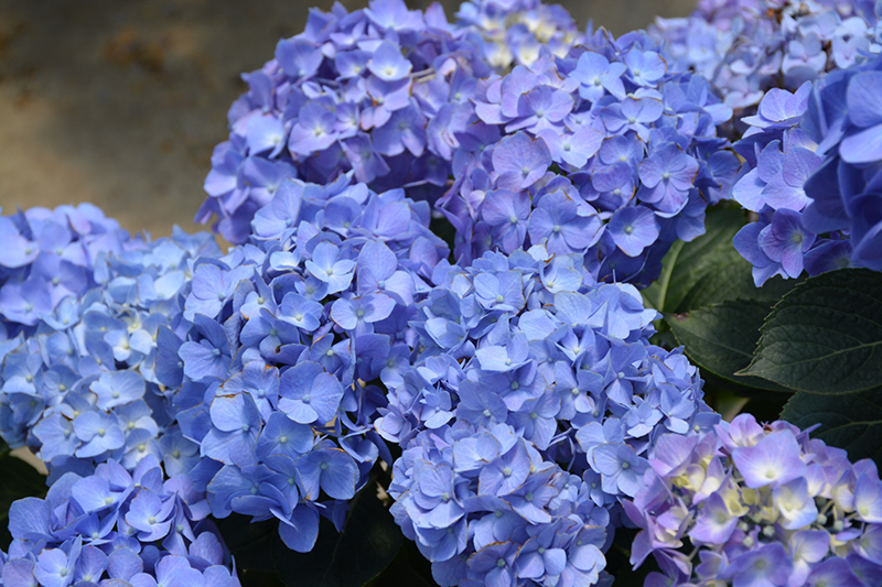 Let's Dance Blue Jangles Hydrangea (Hydrangea macrophylla 'SMHMTAU') at Marcum's Nursery