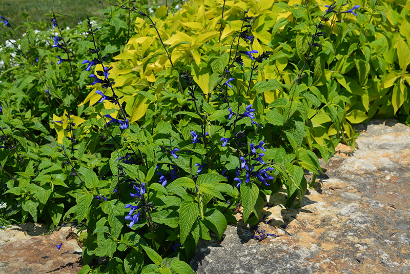 Black And Blue Anise Sage (Salvia guaranitica 'Black And Blue') at Marcum's Nursery