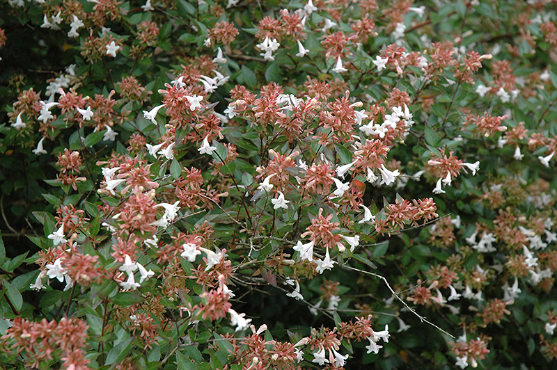 Glossy Abelia (Abelia x grandiflora) at Marcum's Nursery