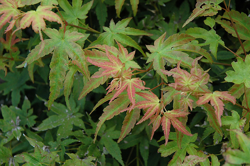 Kashima Yatsubusa Japanese Maple (Acer palmatum 'Kashima Yatsubusa') at Marcum's Nursery