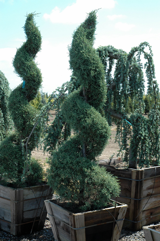 Carolina Sapphire Arizona Cypress (Cupressus arizonica 'Carolina Sapphire') at Marcum's Nursery
