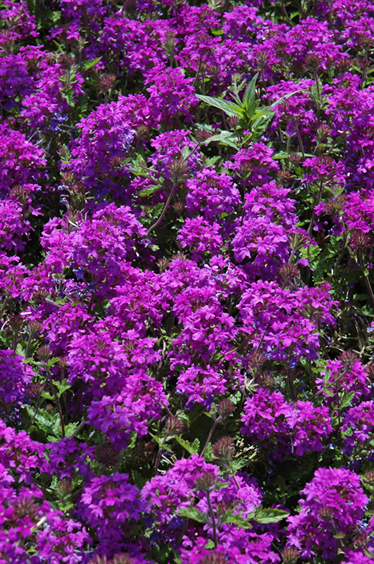 Homestead Purple Verbena (Verbena 'Homestead Purple') at Marcum's Nursery