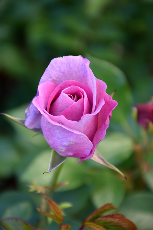 Violet's Pride Rose (Rosa 'WEKwibysicpep') at Marcum's Nursery