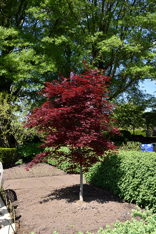 Fireglow Japanese Maple (Acer palmatum 'Fireglow') at Marcum's Nursery