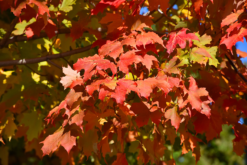 Autumn Splendor Sugar Maple (Acer saccharum 'Autumn Splendor') at Marcum's Nursery