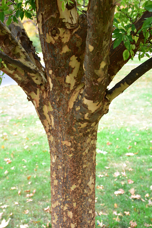 Lacebark Elm (Ulmus parvifolia) at Marcum's Nursery