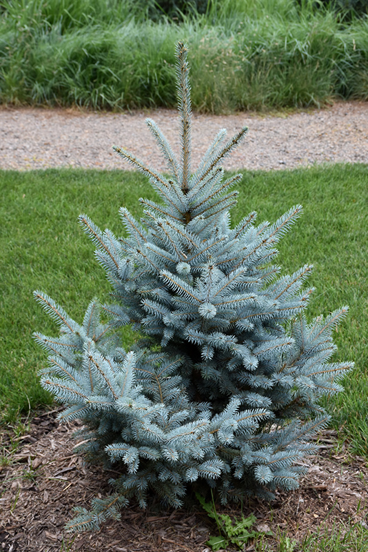 Bonny Blue Blue Spruce (Picea pungens 'Bonny Blue') at Marcum's Nursery