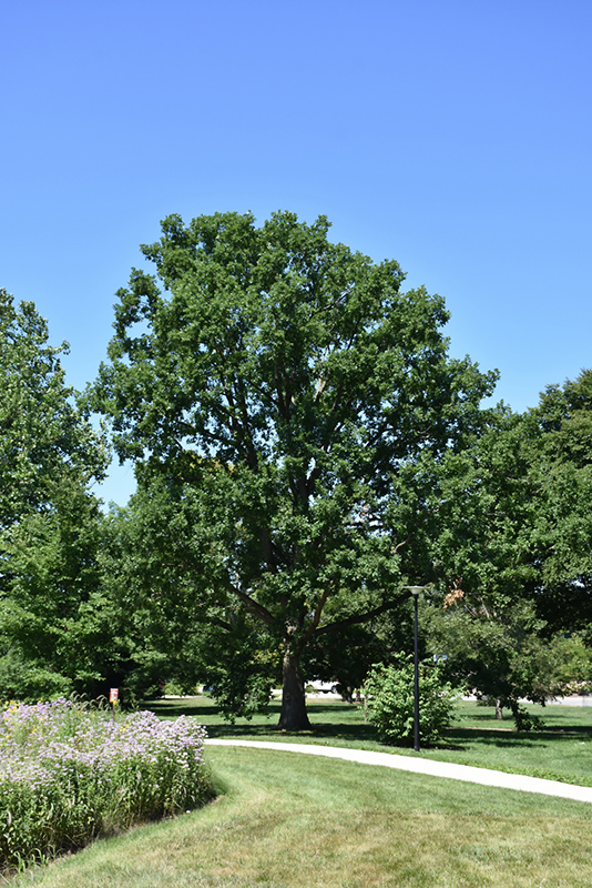 Chinkapin Oak (Quercus muehlenbergii) at Marcum's Nursery