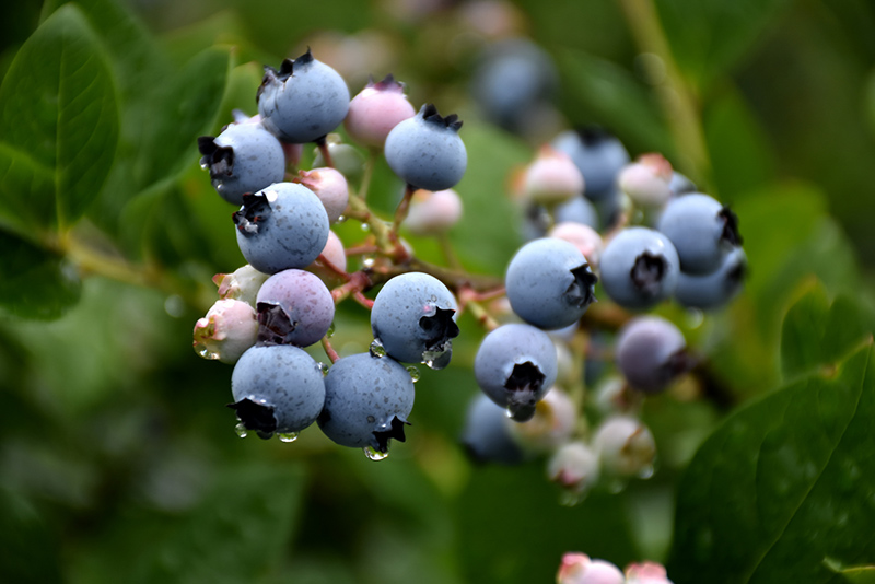 Bluecrop Blueberry (Vaccinium corymbosum 'Bluecrop') at Marcum's Nursery