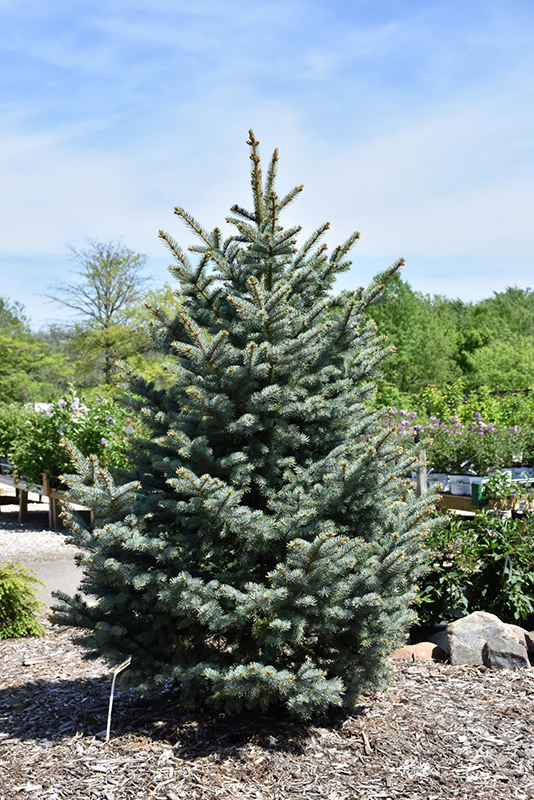 Bakeri Blue Spruce (Picea pungens 'Bakeri') at Marcum's Nursery