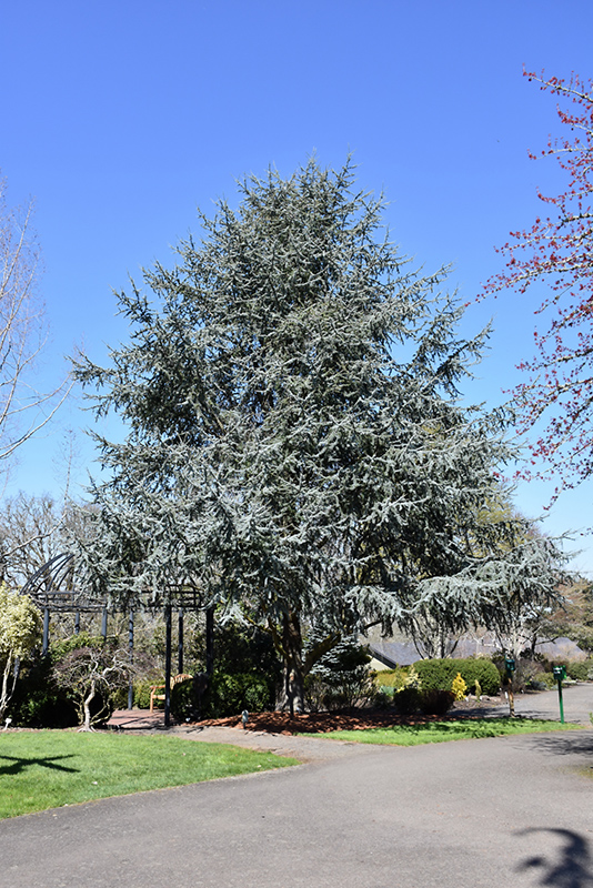 Blue Atlas Cedar (Cedrus atlantica 'Glauca') at Marcum's Nursery