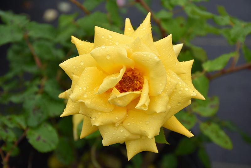 Royal Gold Rose (Rosa 'Royal Gold') at Marcum's Nursery