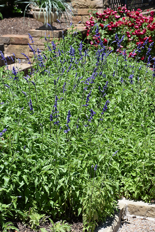 Victoria Blue Salvia (Salvia farinacea 'Victoria Blue') at Marcum's Nursery