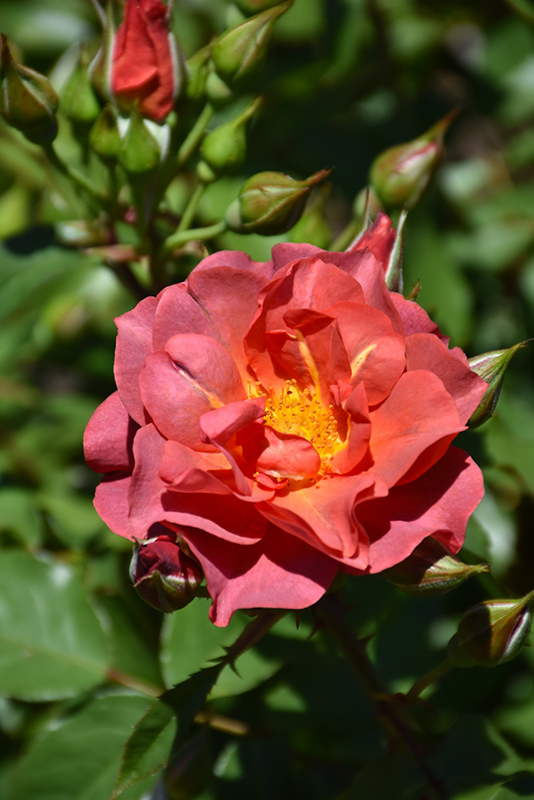 Cinco de Mayo Rose (Rosa 'Cinco de Mayo') at Marcum's Nursery