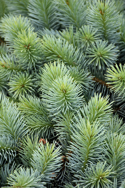 Christina Miniature Blue Spruce (Picea pungens 'Christina') at Marcum's Nursery