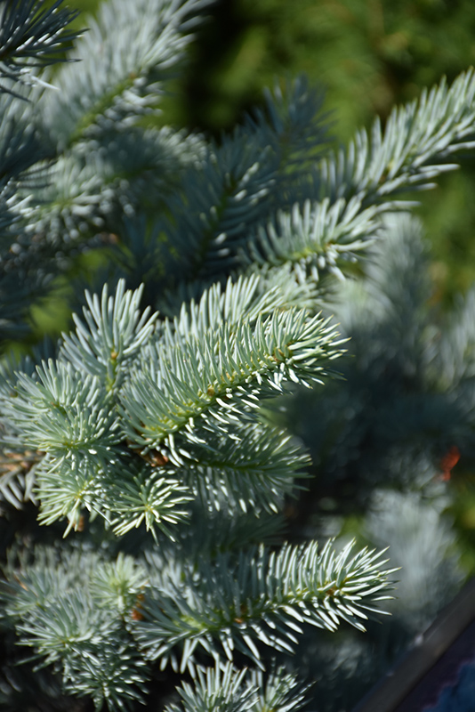 Avatar Blue Spruce (Picea pungens 'Avatar') at Marcum's Nursery
