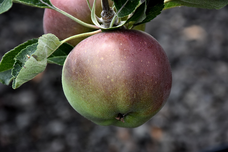 Melrose Apple (Malus 'Melrose') at Marcum's Nursery