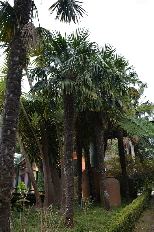 Windmill Palm (Trachycarpus fortunei) at Marcum's Nursery
