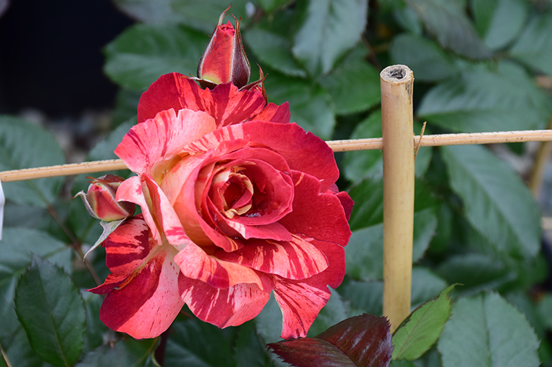 Tropical Lightning Rose (Rosa 'ORAlodsem') at Marcum's Nursery