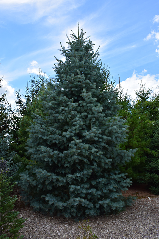 Bonny Blue Blue Spruce (Picea pungens 'Bonny Blue') at Marcum's Nursery