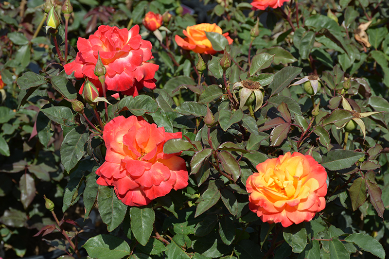 Rio Samba Rose (Rosa 'Rio Samba') at Marcum's Nursery