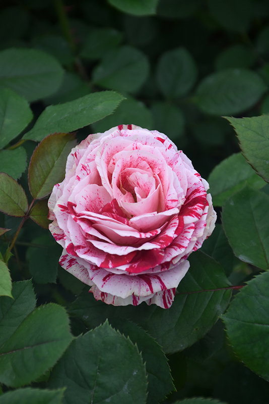 Scentimental Rose (Rosa 'Scentimental') at Marcum's Nursery