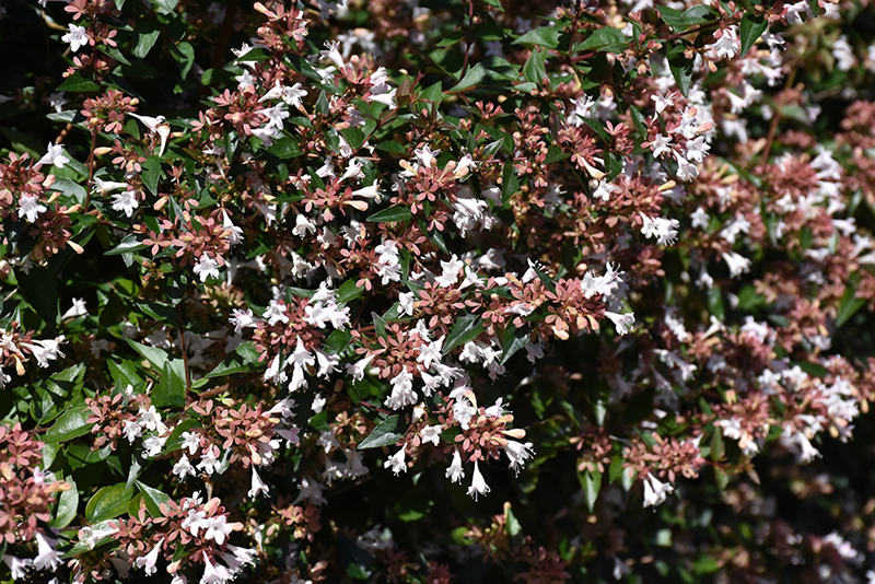 Glossy Abelia (Abelia x grandiflora) at Marcum's Nursery