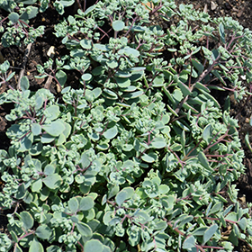 Plant Photo 8