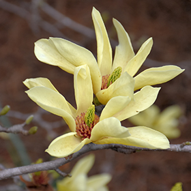 Plant Photo 5