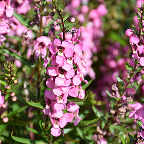 Plant Photo 8