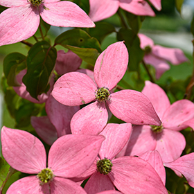 Plant Photo 6